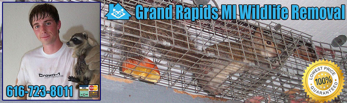 Grand Rapids Wildlife and Animal Removal